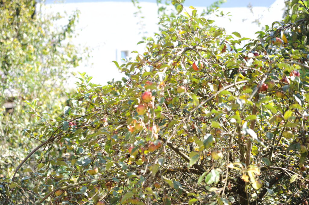 Apfelbaum